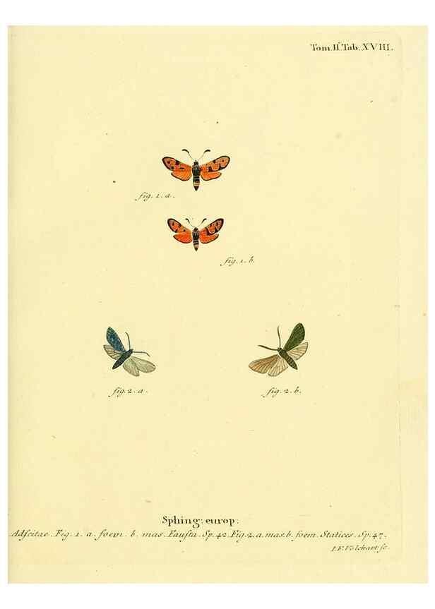 Reproducción/Reproduction 8141888739: Die Schmetterlinge in Abbildungen nach der Natur /. Leipzig :T.O. Weigel,[1829-1839]
