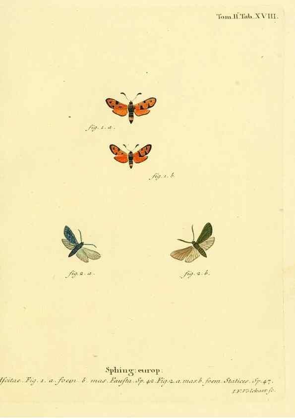 Reproducción/Reproduction 8141888739: Die Schmetterlinge in Abbildungen nach der Natur /. Leipzig :T.O. Weigel,[1829-1839]