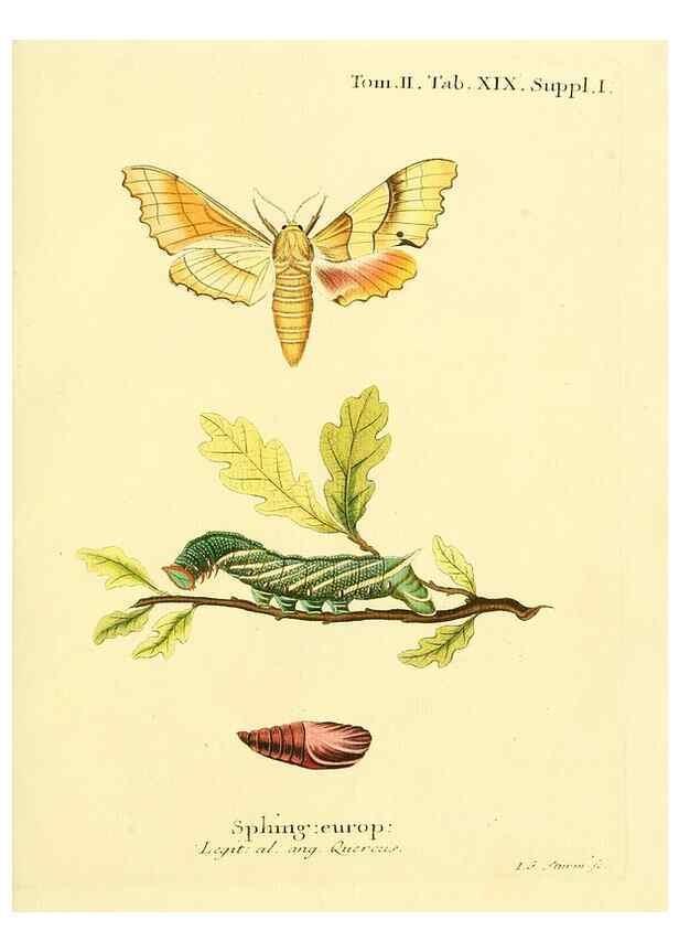Reproducción/Reproduction 8141919244: Die Schmetterlinge in Abbildungen nach der Natur /. Leipzig :T.O. Weigel,[1829-1839]