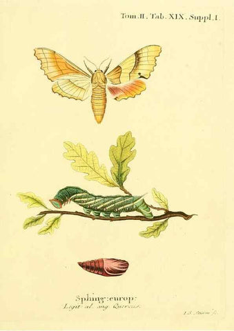 Reproducción/Reproduction 8141919244: Die Schmetterlinge in Abbildungen nach der Natur /. Leipzig :T.O. Weigel,[1829-1839]