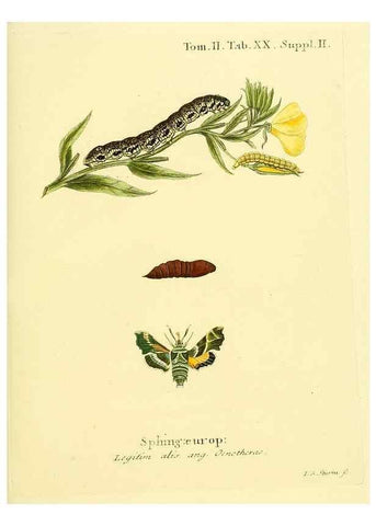 Reproducción/Reproduction 8141920074: Die Schmetterlinge in Abbildungen nach der Natur /. Leipzig :T.O. Weigel,[1829-1839]