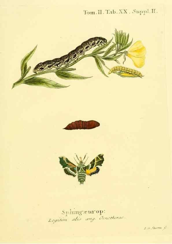 Reproducción/Reproduction 8141920074: Die Schmetterlinge in Abbildungen nach der Natur /. Leipzig :T.O. Weigel,[1829-1839]