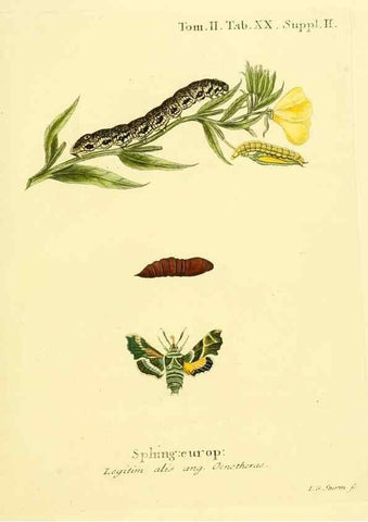 Reproducción/Reproduction 8141920074: Die Schmetterlinge in Abbildungen nach der Natur /. Leipzig :T.O. Weigel,[1829-1839]