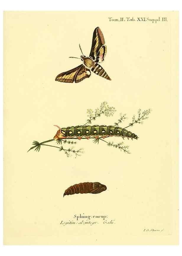 Reproducción/Reproduction 8141920536: Die Schmetterlinge in Abbildungen nach der Natur /. Leipzig :T.O. Weigel,[1829-1839]
