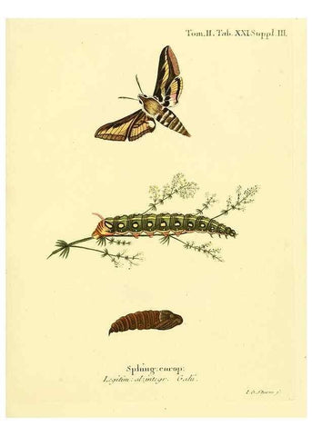 Reproducción/Reproduction 8141920536: Die Schmetterlinge in Abbildungen nach der Natur /. Leipzig :T.O. Weigel,[1829-1839]