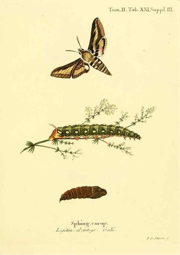 Reproducción/Reproduction 8141920536: Die Schmetterlinge in Abbildungen nach der Natur /. Leipzig :T.O. Weigel,[1829-1839]