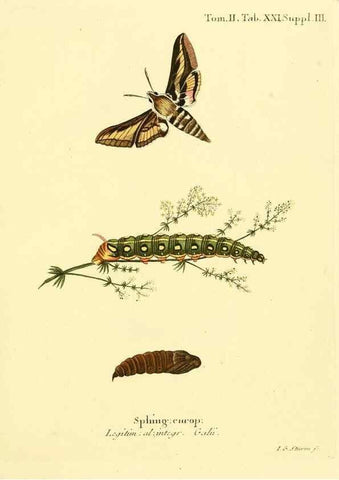 Reproducción/Reproduction 8141920536: Die Schmetterlinge in Abbildungen nach der Natur /. Leipzig :T.O. Weigel,[1829-1839]