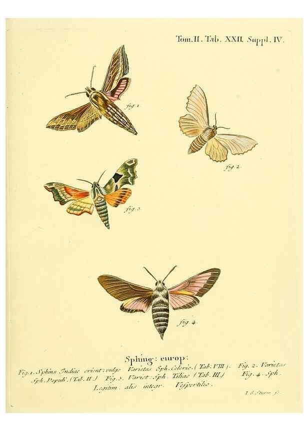 Reproducción/Reproduction 8141891057: Die Schmetterlinge in Abbildungen nach der Natur /. Leipzig :T.O. Weigel,[1829-1839]