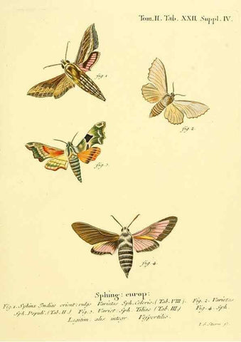 Reproducción/Reproduction 8141891057: Die Schmetterlinge in Abbildungen nach der Natur /. Leipzig :T.O. Weigel,[1829-1839]