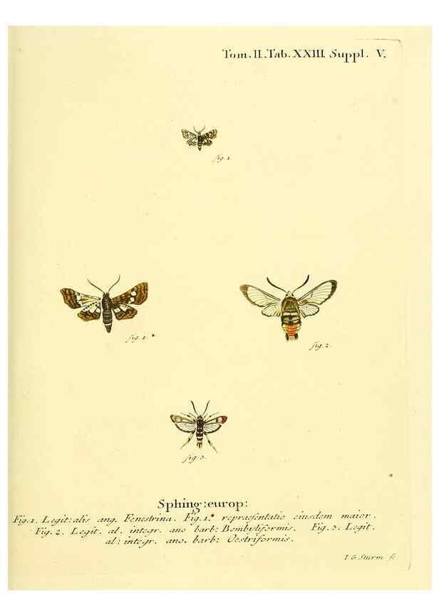 Reproducción/Reproduction 8141891459: Die Schmetterlinge in Abbildungen nach der Natur /. Leipzig :T.O. Weigel,[1829-1839]