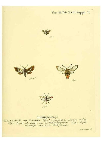 Reproducción/Reproduction 8141891459: Die Schmetterlinge in Abbildungen nach der Natur /. Leipzig :T.O. Weigel,[1829-1839]
