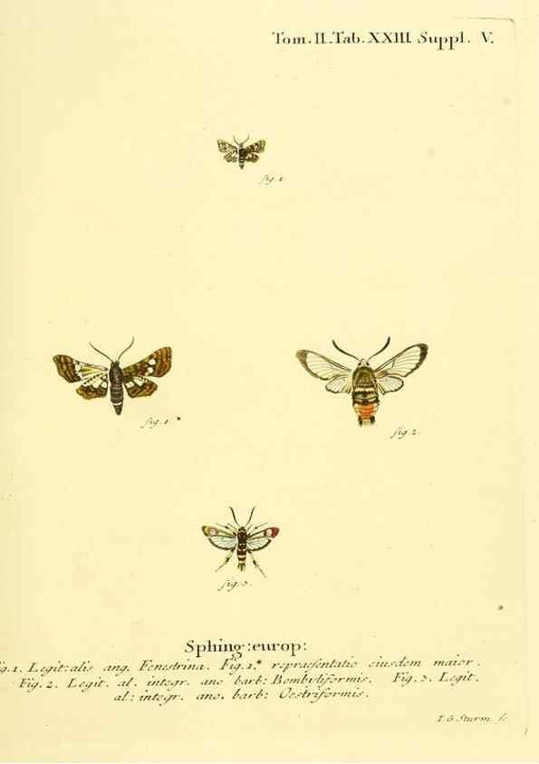 Reproducción/Reproduction 8141891459: Die Schmetterlinge in Abbildungen nach der Natur /. Leipzig :T.O. Weigel,[1829-1839]