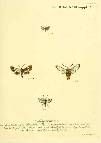 Reproducción/Reproduction 8141891459: Die Schmetterlinge in Abbildungen nach der Natur /. Leipzig :T.O. Weigel,[1829-1839]