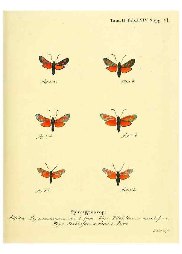 Reproducción/Reproduction 8141892131: Die Schmetterlinge in Abbildungen nach der Natur /. Leipzig :T.O. Weigel,[1829-1839]