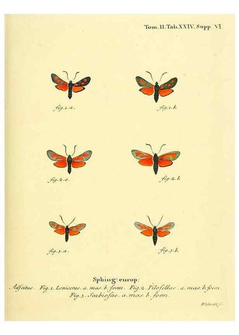 Reproducción/Reproduction 8141892131: Die Schmetterlinge in Abbildungen nach der Natur /. Leipzig :T.O. Weigel,[1829-1839]