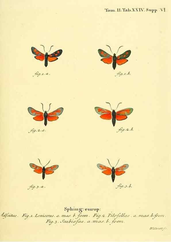 Reproducción/Reproduction 8141892131: Die Schmetterlinge in Abbildungen nach der Natur /. Leipzig :T.O. Weigel,[1829-1839]