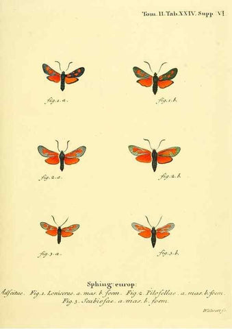 Reproducción/Reproduction 8141892131: Die Schmetterlinge in Abbildungen nach der Natur /. Leipzig :T.O. Weigel,[1829-1839]