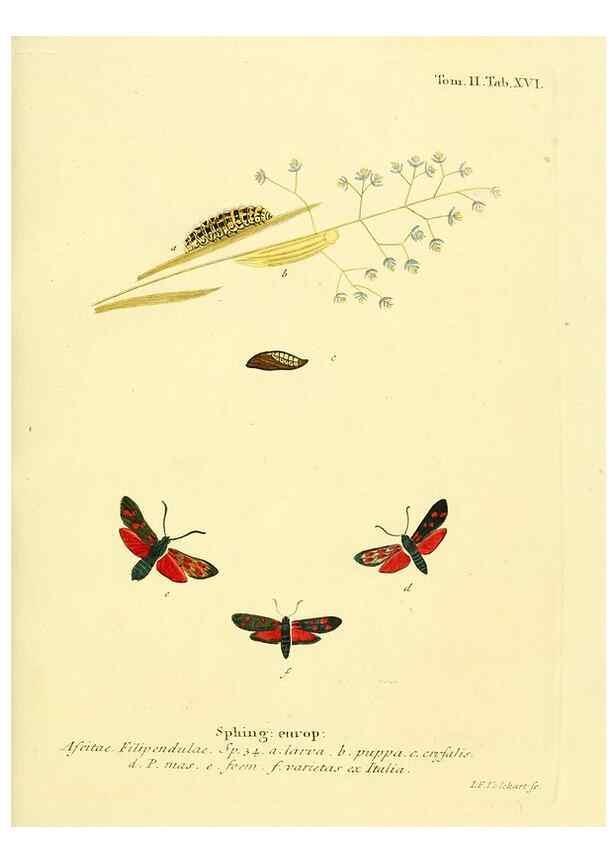 Reproducción/Reproduction 8141917876: Die Schmetterlinge in Abbildungen nach der Natur /. Leipzig :T.O. Weigel,[1829-1839]