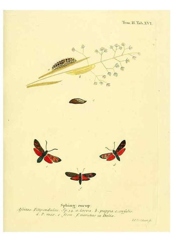 Reproducción/Reproduction 8141917876: Die Schmetterlinge in Abbildungen nach der Natur /. Leipzig :T.O. Weigel,[1829-1839]