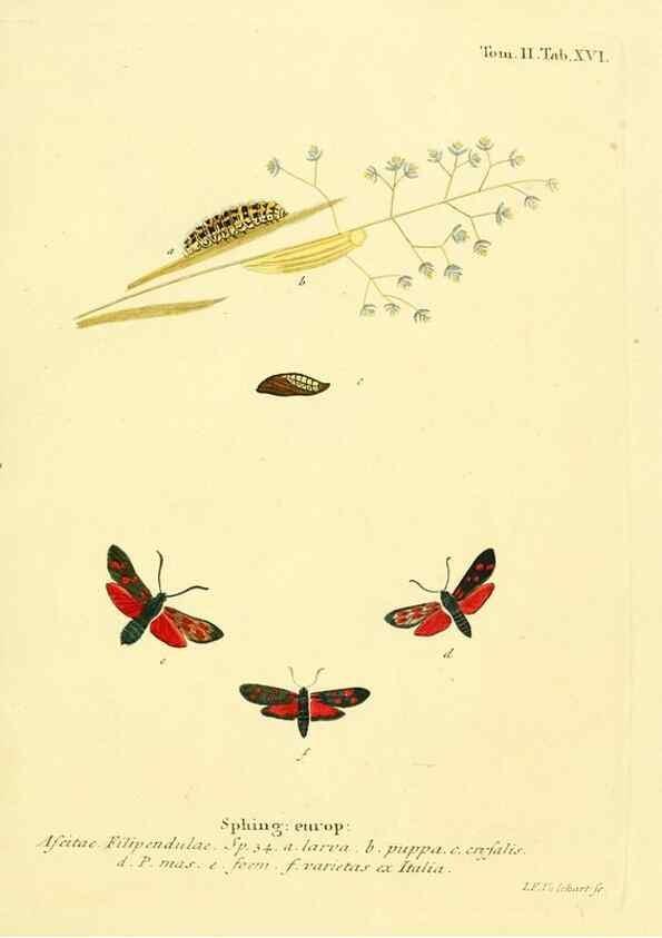 Reproducción/Reproduction 8141917876: Die Schmetterlinge in Abbildungen nach der Natur /. Leipzig :T.O. Weigel,[1829-1839]