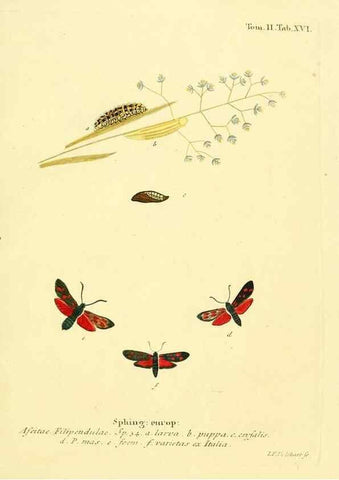 Reproducción/Reproduction 8141917876: Die Schmetterlinge in Abbildungen nach der Natur /. Leipzig :T.O. Weigel,[1829-1839]