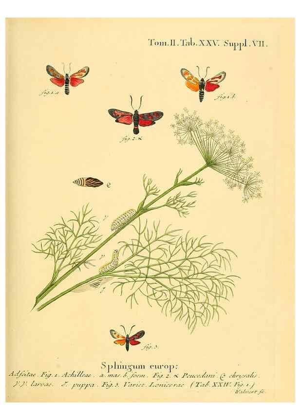 Reproducción/Reproduction 8141922660: Die Schmetterlinge in Abbildungen nach der Natur /. Leipzig :T.O. Weigel,[1829-1839]