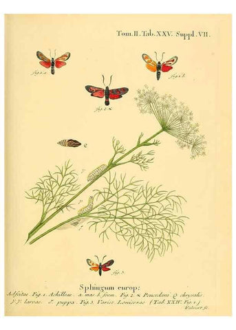 Reproducción/Reproduction 8141922660: Die Schmetterlinge in Abbildungen nach der Natur /. Leipzig :T.O. Weigel,[1829-1839]