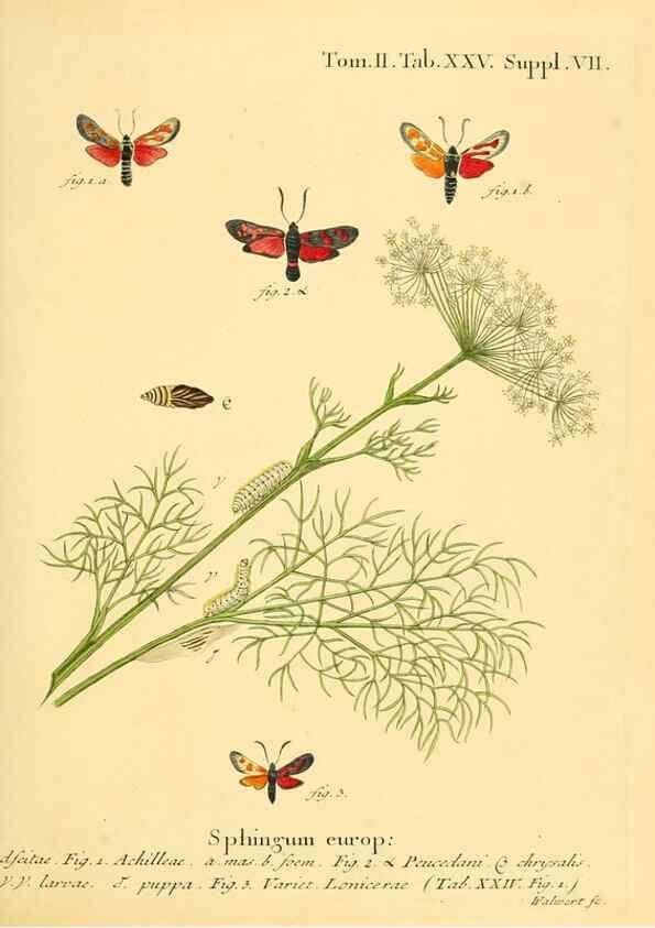 Reproducción/Reproduction 8141922660: Die Schmetterlinge in Abbildungen nach der Natur /. Leipzig :T.O. Weigel,[1829-1839]
