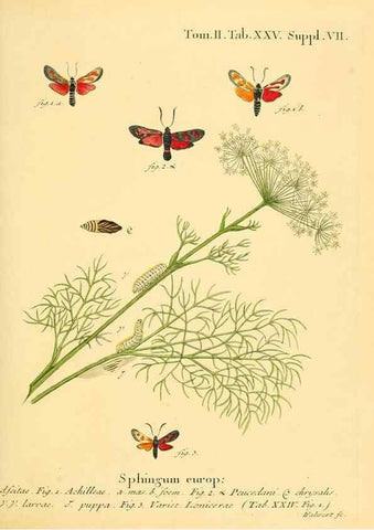 Reproducción/Reproduction 8141922660: Die Schmetterlinge in Abbildungen nach der Natur /. Leipzig :T.O. Weigel,[1829-1839]