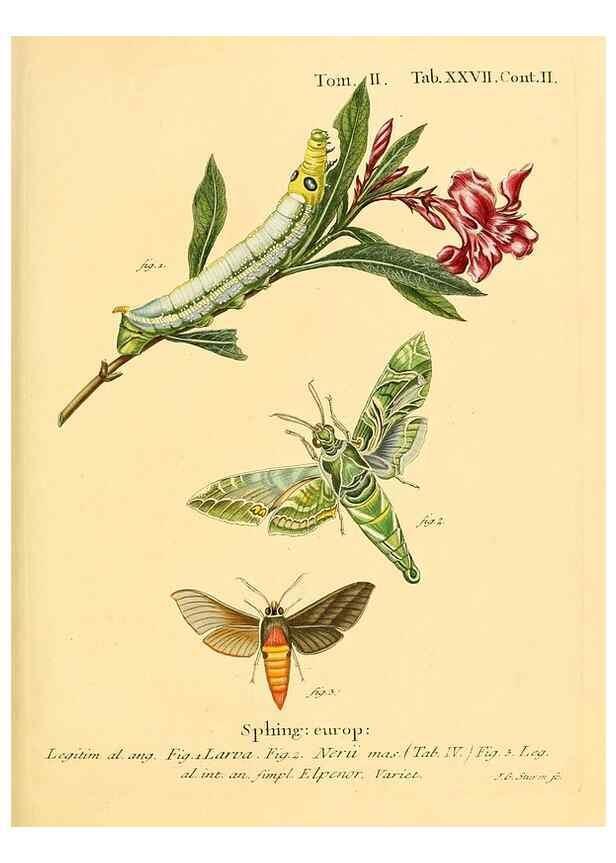 Reproducción/Reproduction 8141923790: Die Schmetterlinge in Abbildungen nach der Natur /. Leipzig :T.O. Weigel,[1829-1839]