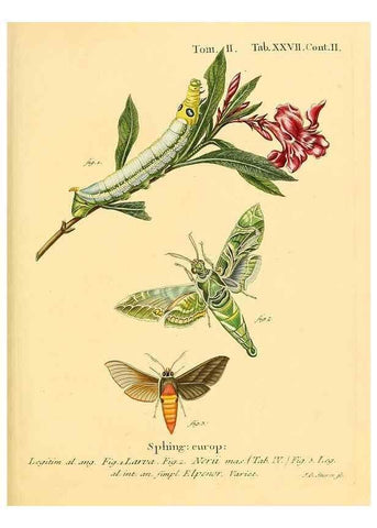 Reproducción/Reproduction 8141923790: Die Schmetterlinge in Abbildungen nach der Natur /. Leipzig :T.O. Weigel,[1829-1839]