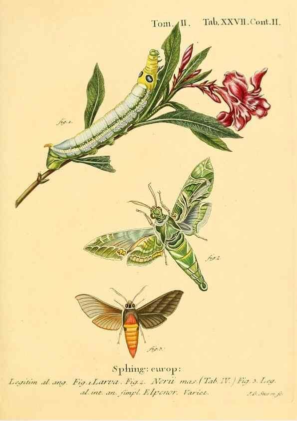 Reproducción/Reproduction 8141923790: Die Schmetterlinge in Abbildungen nach der Natur /. Leipzig :T.O. Weigel,[1829-1839]