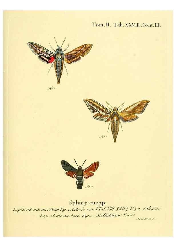 Reproducción/Reproduction 8141894573: Die Schmetterlinge in Abbildungen nach der Natur /. Leipzig :T.O. Weigel,[1829-1839]