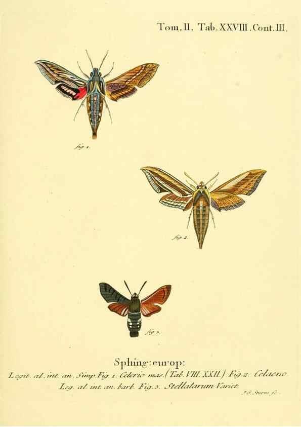 Reproducción/Reproduction 8141894573: Die Schmetterlinge in Abbildungen nach der Natur /. Leipzig :T.O. Weigel,[1829-1839]