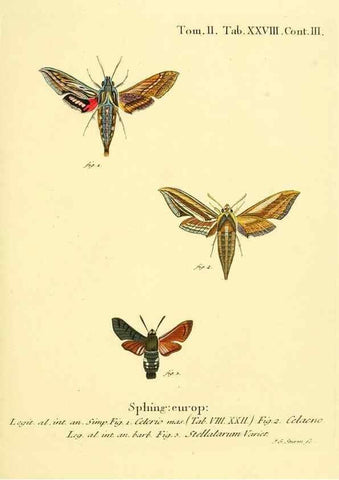 Reproducción/Reproduction 8141894573: Die Schmetterlinge in Abbildungen nach der Natur /. Leipzig :T.O. Weigel,[1829-1839]