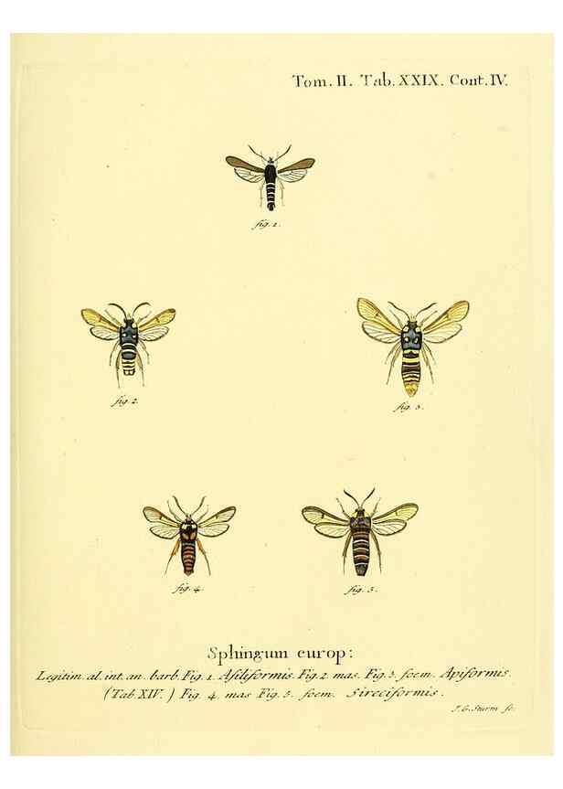 Reproducción/Reproduction 8141895331: Die Schmetterlinge in Abbildungen nach der Natur /. Leipzig :T.O. Weigel,[1829-1839]