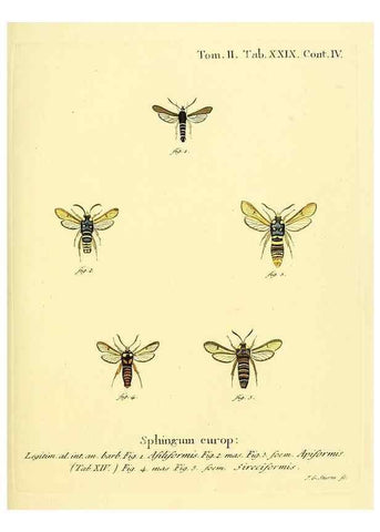 Reproducción/Reproduction 8141895331: Die Schmetterlinge in Abbildungen nach der Natur /. Leipzig :T.O. Weigel,[1829-1839]