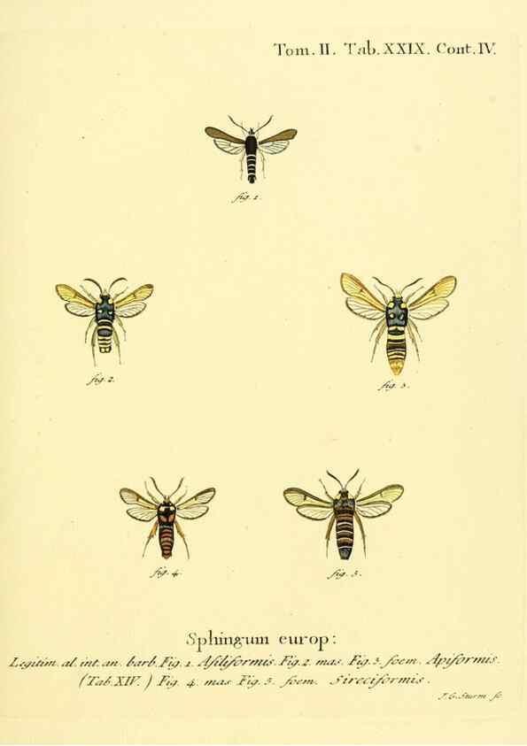 Reproducción/Reproduction 8141895331: Die Schmetterlinge in Abbildungen nach der Natur /. Leipzig :T.O. Weigel,[1829-1839]