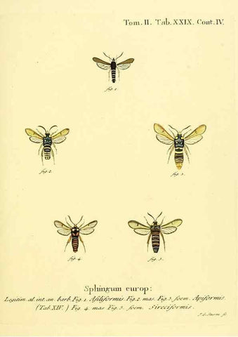 Reproducción/Reproduction 8141895331: Die Schmetterlinge in Abbildungen nach der Natur /. Leipzig :T.O. Weigel,[1829-1839]
