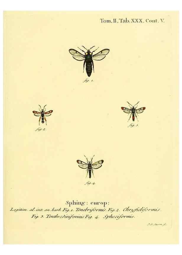 Reproducción/Reproduction 8141895753: Die Schmetterlinge in Abbildungen nach der Natur /. Leipzig :T.O. Weigel,[1829-1839]
