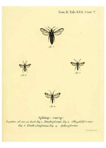 Reproducción/Reproduction 8141895753: Die Schmetterlinge in Abbildungen nach der Natur /. Leipzig :T.O. Weigel,[1829-1839]