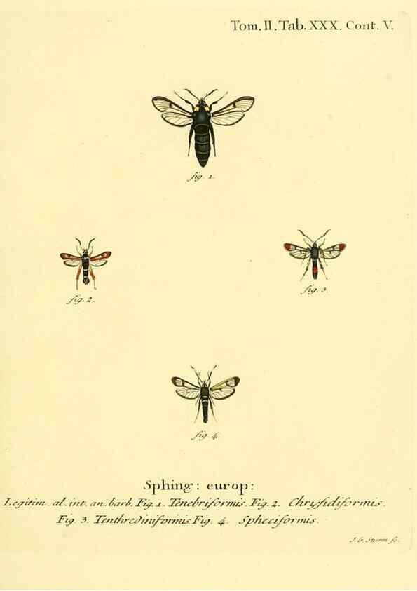 Reproducción/Reproduction 8141895753: Die Schmetterlinge in Abbildungen nach der Natur /. Leipzig :T.O. Weigel,[1829-1839]