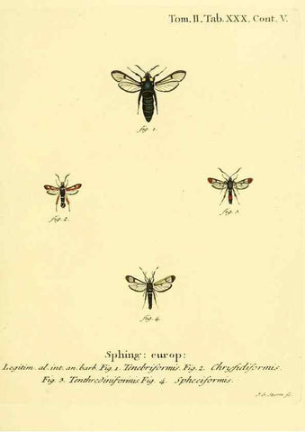 Reproducción/Reproduction 8141895753: Die Schmetterlinge in Abbildungen nach der Natur /. Leipzig :T.O. Weigel,[1829-1839]