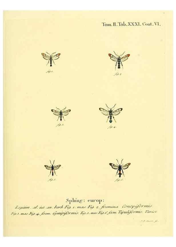 Reproducción/Reproduction 8141926446: Die Schmetterlinge in Abbildungen nach der Natur /. Leipzig :T.O. Weigel,[1829-1839]
