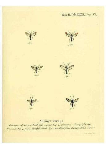 Reproducción/Reproduction 8141926446: Die Schmetterlinge in Abbildungen nach der Natur /. Leipzig :T.O. Weigel,[1829-1839]