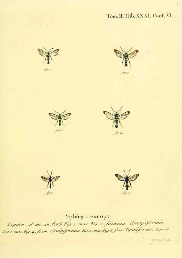 Reproducción/Reproduction 8141926446: Die Schmetterlinge in Abbildungen nach der Natur /. Leipzig :T.O. Weigel,[1829-1839]
