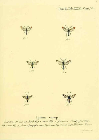 Reproducción/Reproduction 8141926446: Die Schmetterlinge in Abbildungen nach der Natur /. Leipzig :T.O. Weigel,[1829-1839]
