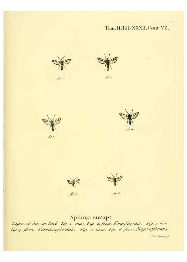 Reproducción/Reproduction 8141897141: Die Schmetterlinge in Abbildungen nach der Natur /. Leipzig :T.O. Weigel,[1829-1839]