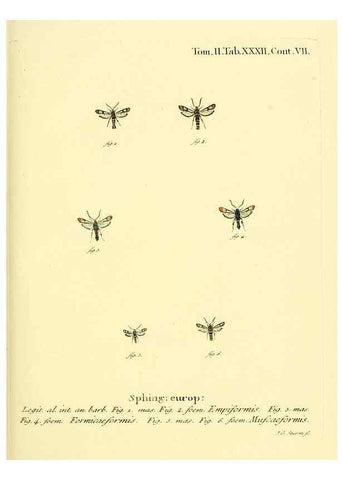 Reproducción/Reproduction 8141897141: Die Schmetterlinge in Abbildungen nach der Natur /. Leipzig :T.O. Weigel,[1829-1839]