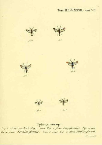 Reproducción/Reproduction 8141897141: Die Schmetterlinge in Abbildungen nach der Natur /. Leipzig :T.O. Weigel,[1829-1839]